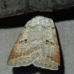 Lygephila viciae Lygephila viciae
